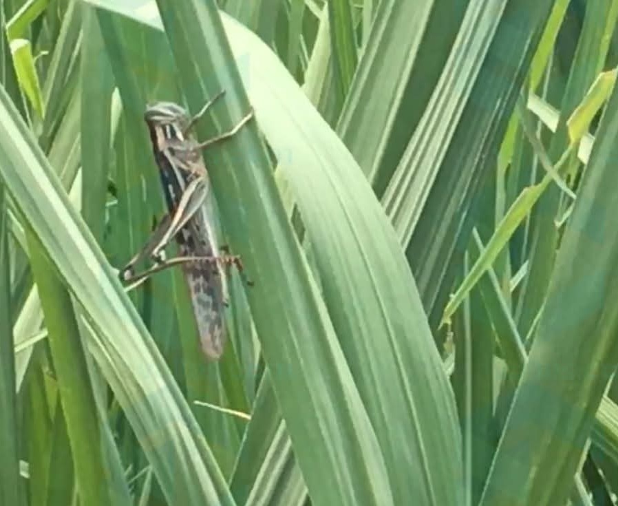 Amenazan plagas de gusanos y saltamontes cultivos de sorgo forrajero