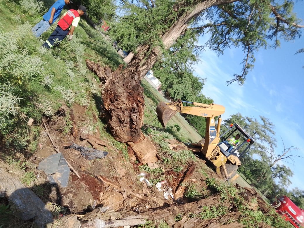 CAYÓ ÁRBOL SABINO EN ARROYO ZAMORA EN LA MORELOS