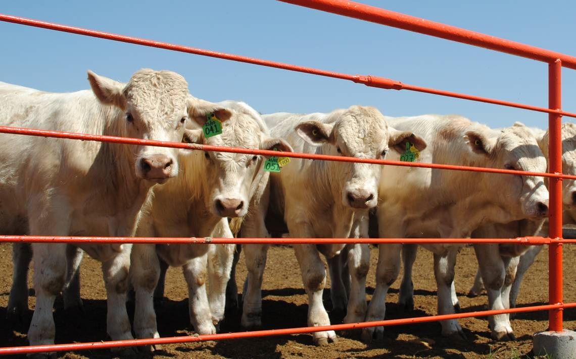 Exportación de ganado traerá recuperación gradual del campo