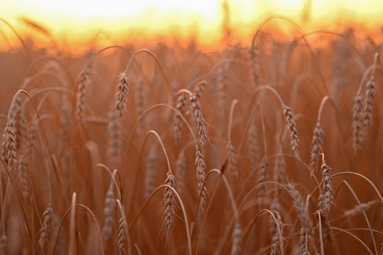 Principales productores rusos entregan primeros datos de cosecha y grano nuevo