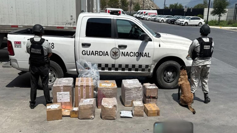 Guardia Nacional decomisa 85 kilos de marihuana en empresa de paquetería en Nuevo León