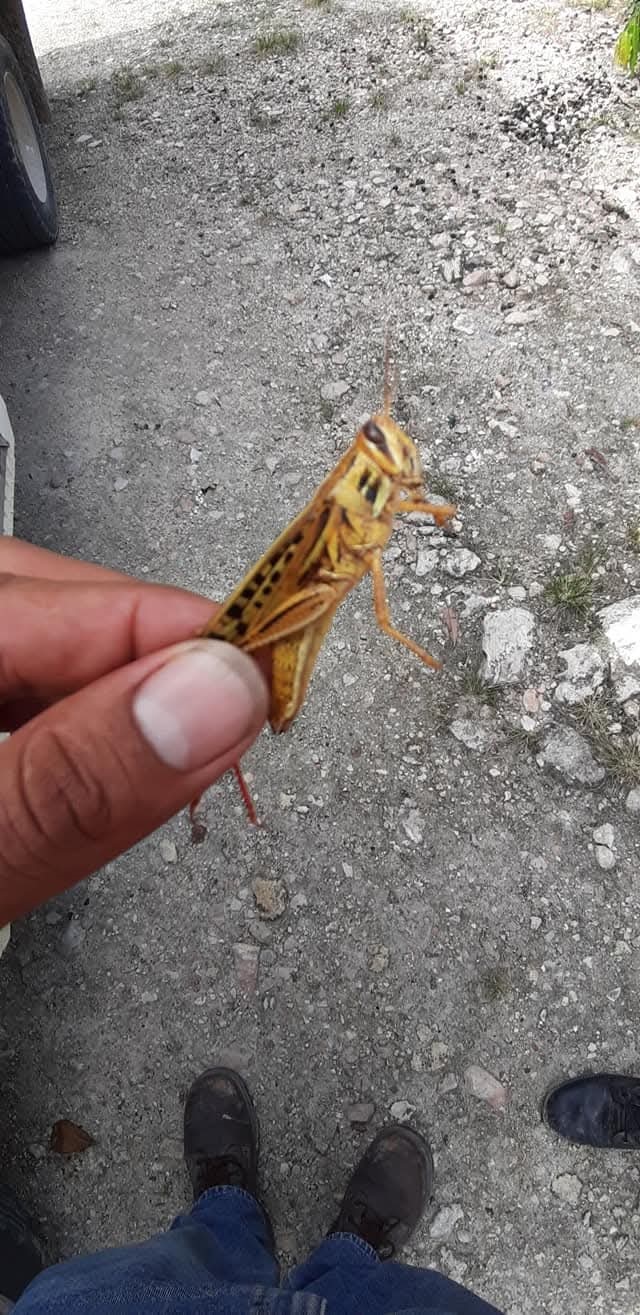 Ejido Guadalupe Victoria libre de plagas de gusanos y chapulines