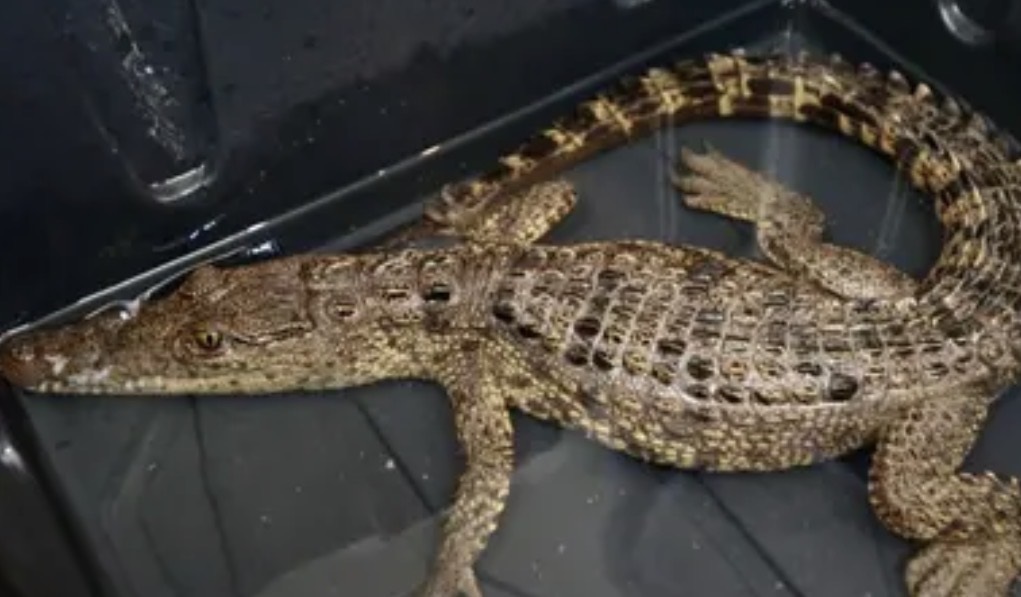 Aseguran cocodrilo juvenil en la presa Palo Blanco; habría sido liberado tras permanecer como mascota