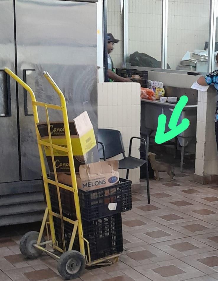 Derechohabientes del IMSS captan al perro en la cocina de la institución de salud en Palaú